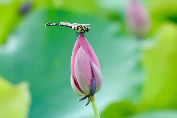 夏日荷花别样红,桂水村荷花成了一道风景线,每天前来观赏的游客和摄影