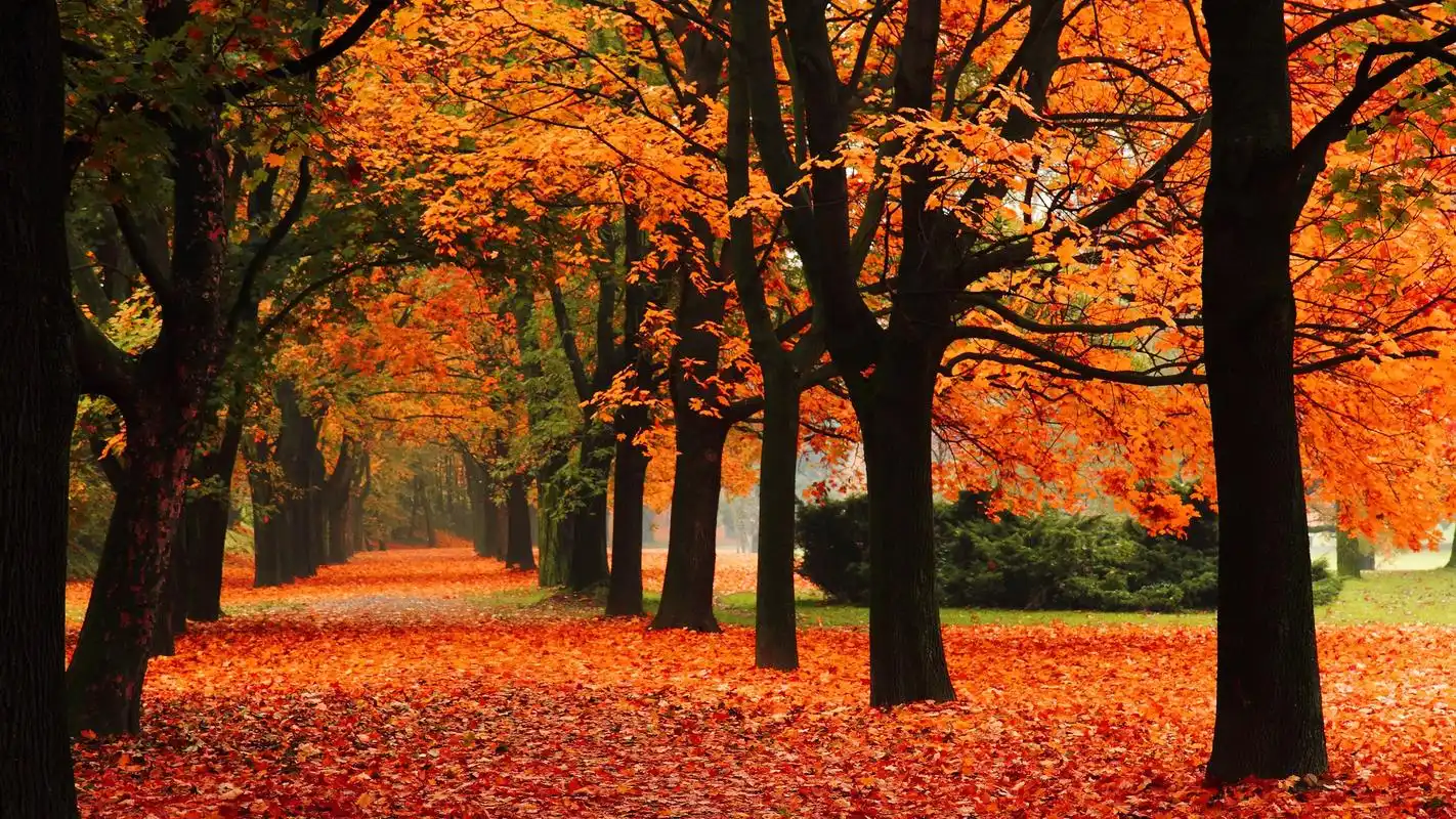 公园,巷子里,树木,秋天,红叶 壁纸