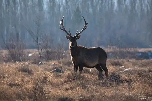 野生马鹿图片