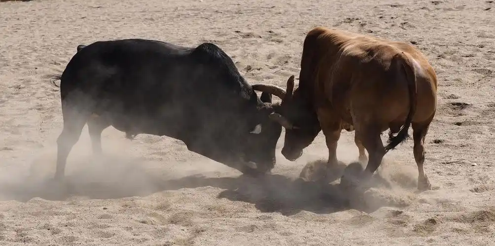 【图片1】斗牛--蜂鸟论坛照片套图