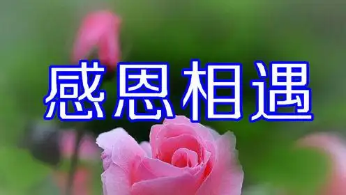 感恩相遇的句子经典语录感恩遇见的简短暖心话