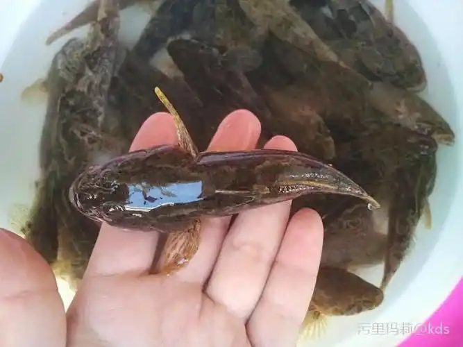 小晨光经常吃的塘鳢鱼 现在哪里有得卖啊