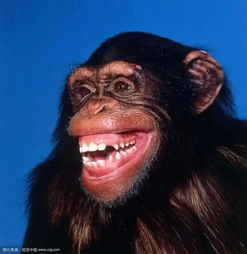 搞笑情头还可以斗图的表情包你值得拥有