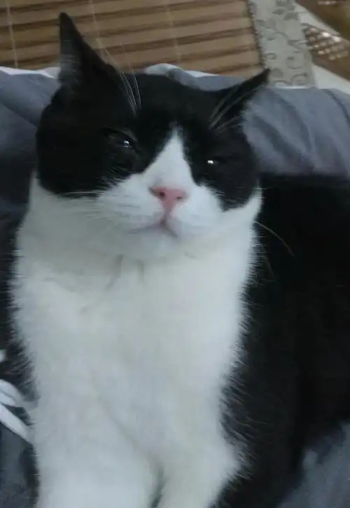 六个月黑白礼服英短dd