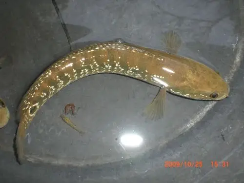 请问这是什么鱼?