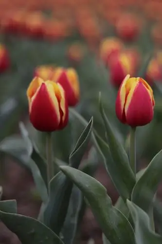 微距镜头下的郁金香花含苞待放