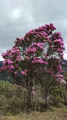 杜鹃树