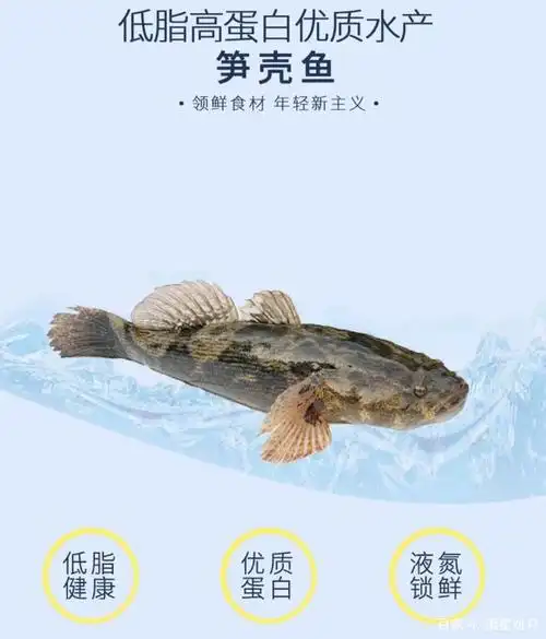 笋壳鱼,淡水鱼中的贵族,这样做最营养好吃!