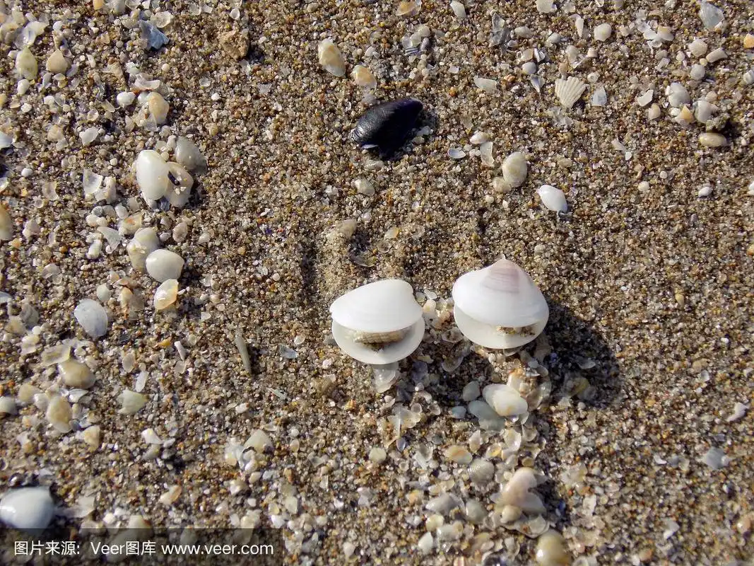 沙滩上张开的贝壳
