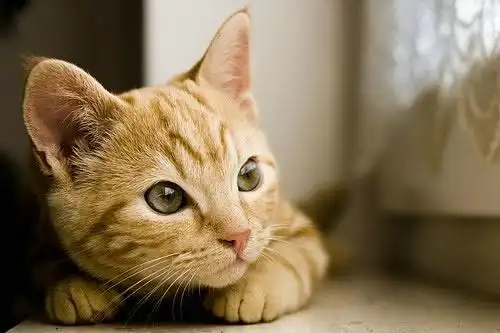 唯美微信背景萌猫咪图片_喵星人的搞笑日常