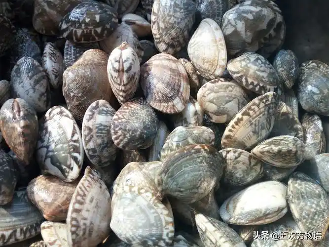 贝壳简笔画图片大全(青岛常见食用贝类图鉴大全) - 赤虎壹号