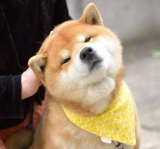 ryuji因为可爱痞气的长相,丰富的表情及迷之气场,靠邪魅狷狂的魔性