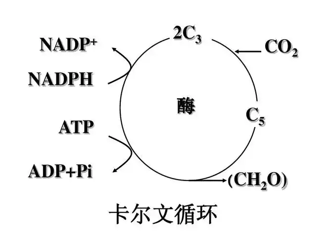 nadp  nadph 2c3 co2 酶 atp adp pi c5 (ch2o) 卡尔文循环