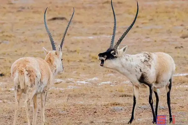 藏羚羊_藏羚_长角羊