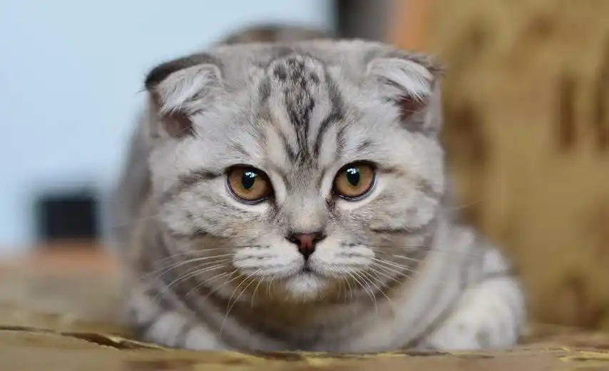 最萌猫咪品种盘点,全世界最受欢迎的猫咪品种大集结!@喵星人