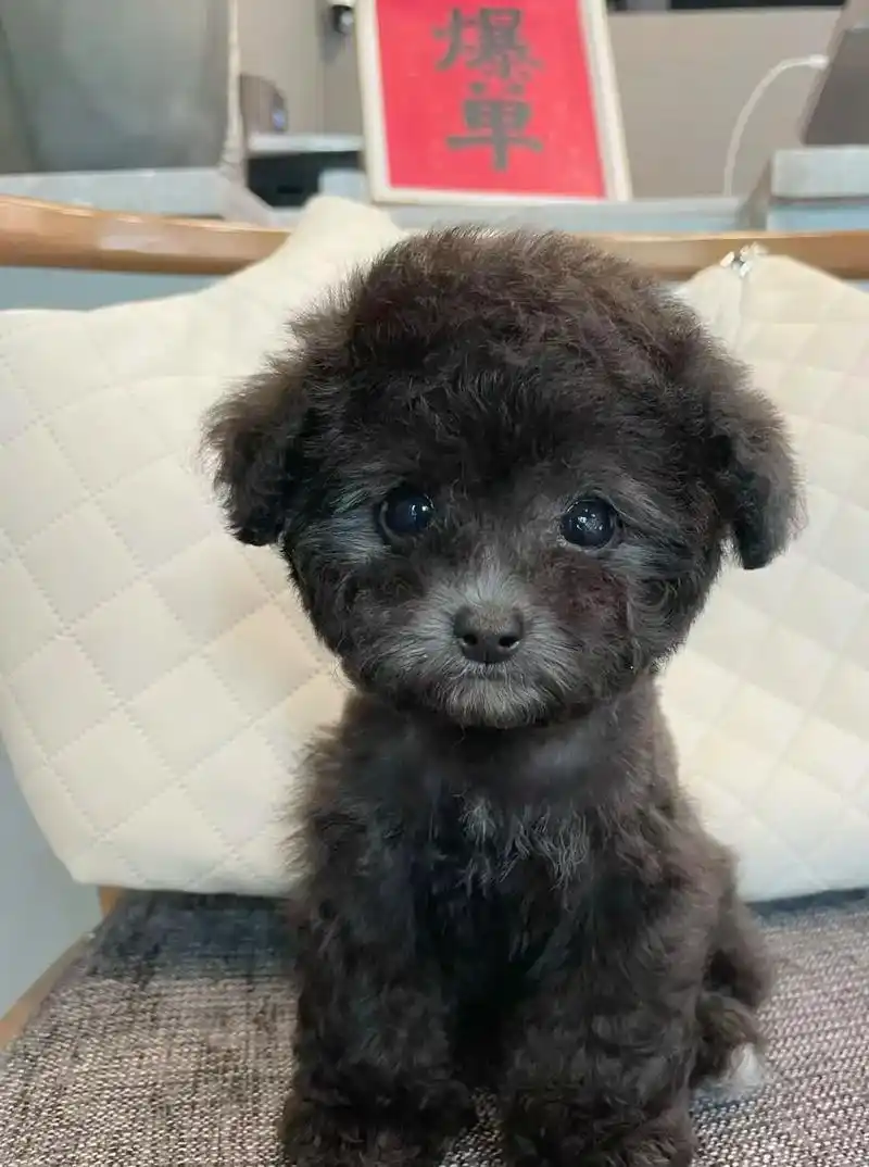 灰泰迪 上海 蹲主人