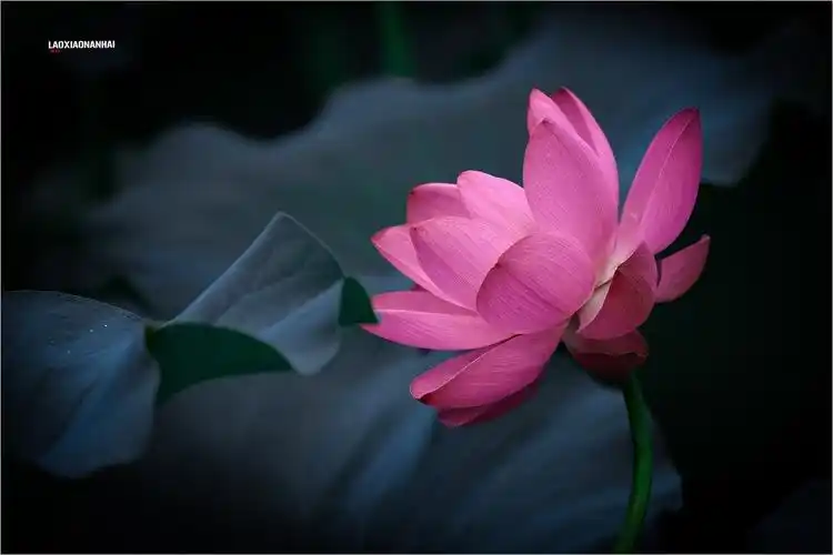 2021年第449贴北海公园荷花拍50710f