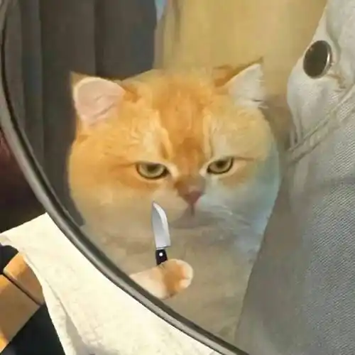 超实用的表情包