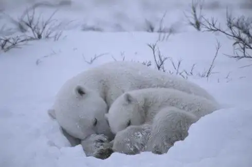 反萌差的北极熊呀温暖的北极熊图片8