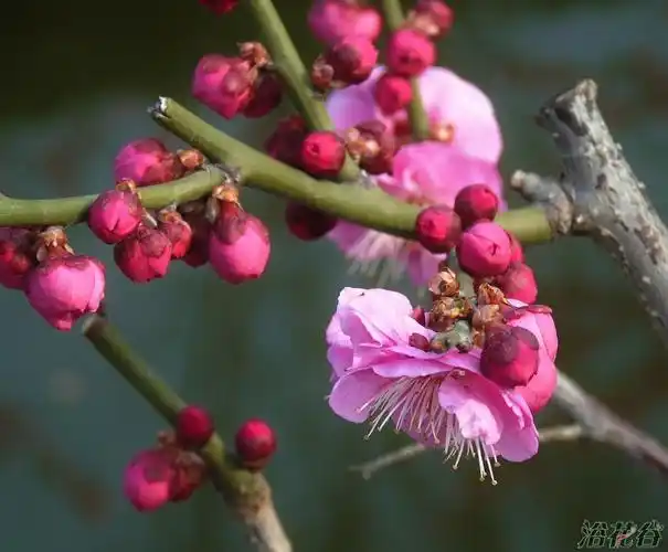 请教行家:这是梅花的什么品种?