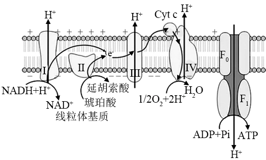 有氧呼吸第一,二阶段产生的nadh所携带的电子最终传递给了氧气c.