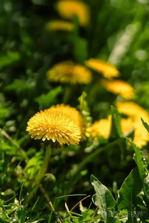 关闭盛开的黄色蒲公英花