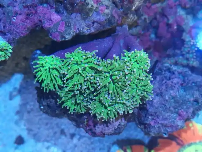 金红蓝三色油彩纽扣脑 5个头300(以出)