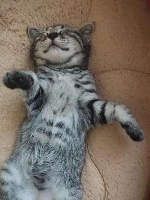 美短虎斑小串串