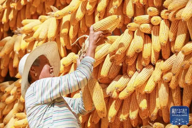 秋日里,各地一派丰收景象