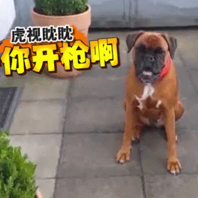 狗萌宠动物可爱萌gif动图_动态图_表情包下载_soogif