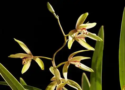 兰花什么品种好养又好看又香兰花品种排名