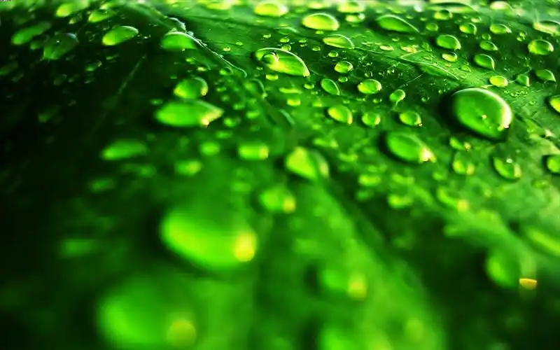 高清养眼绿色桌面壁纸1920x1200