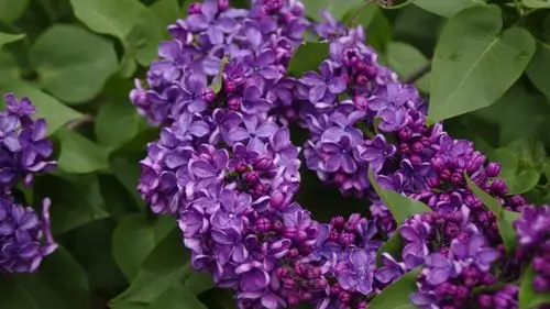 各种各校的丁香花图片-花卉壁纸-高清花卉图片-第3图-娟娟壁纸