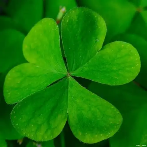 幸运草寓意象征与美好祝愿