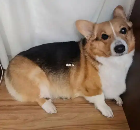 向大家介绍我的新伙伴:板凳狗