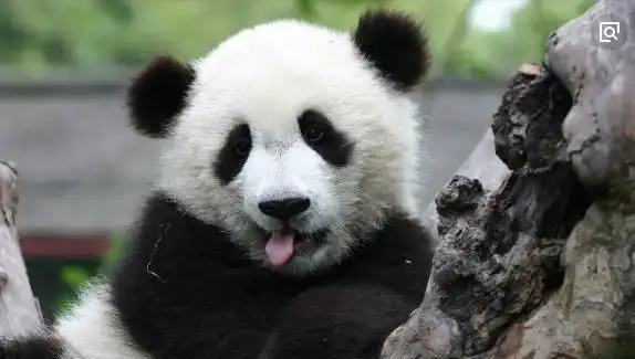 超黏人的大熊猫,一直求抱抱,模样呆萌惹人爱黏人军犬的超萌瞬间