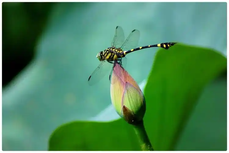 百幅醉美荷花图,学无止境摄影制作.