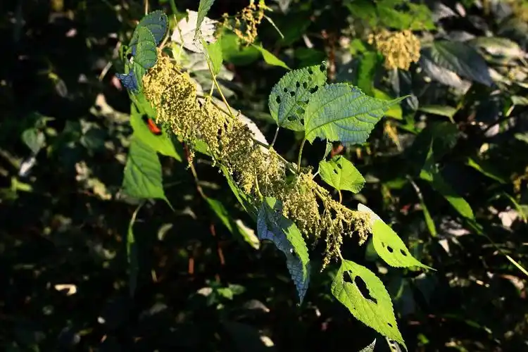 苎麻荨麻科苎麻属