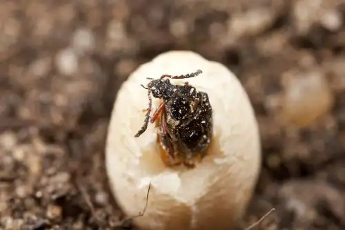 请问这是什么虫子? 家里突然出现较多这种虫子 谢谢啊