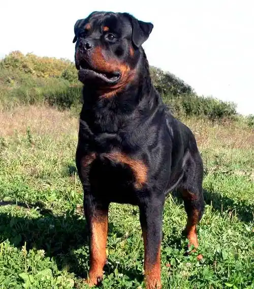 四十五种狗狗你认识几种续