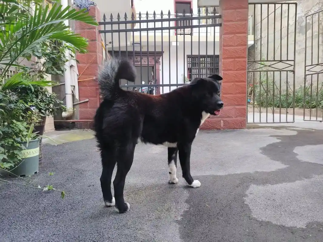 如果看到这只狗,麻烦告诉一下.名字:小黑   黑ber.家 - 抖音