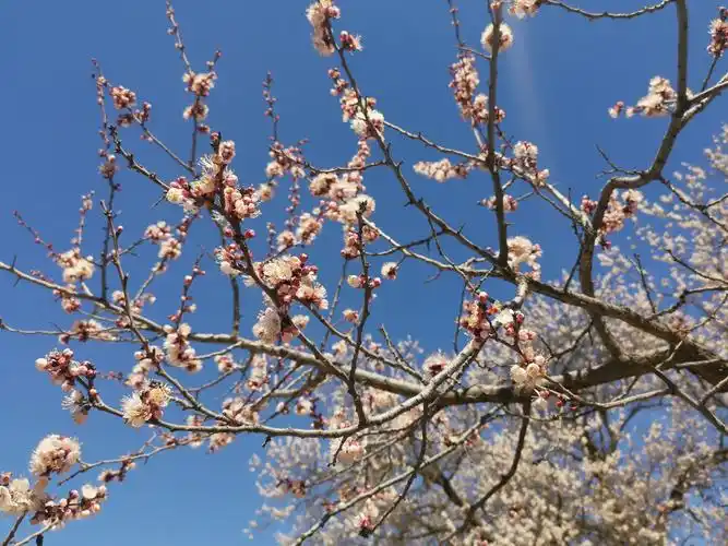 呼和浩特市回民区第十届乌素图杏花节开幕