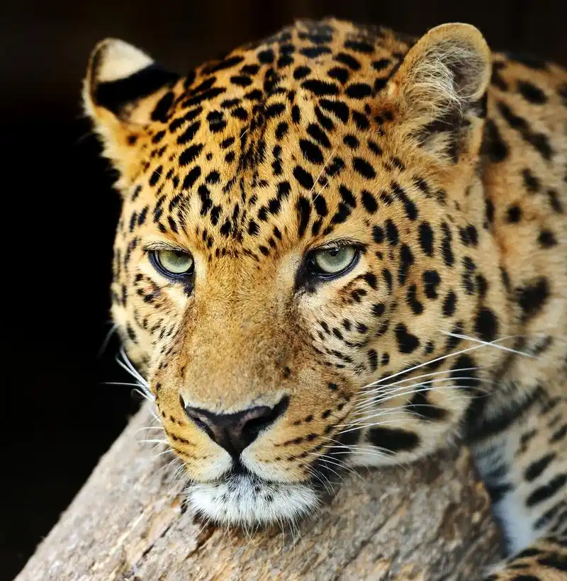 豹,一只豹子的肖像