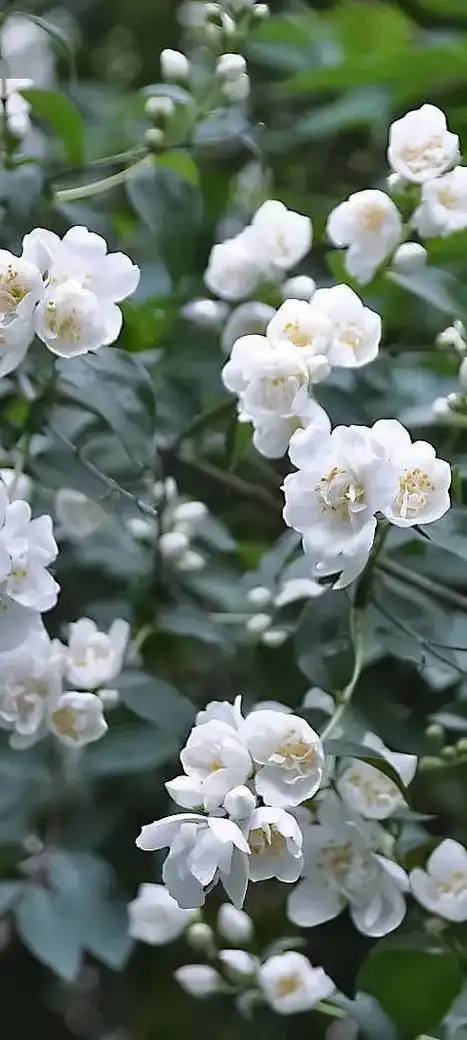 紫藤丁香花的花语:纯