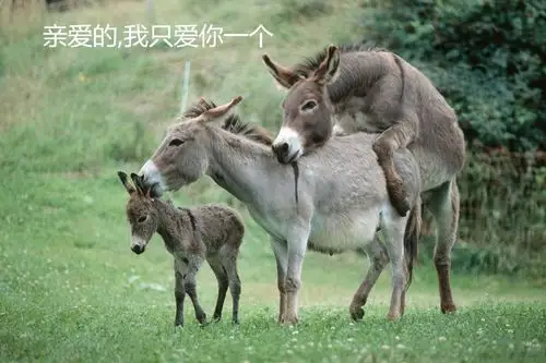 亲爱的,我只爱你一个带着几个字的几张组合图片