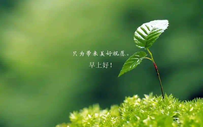 唯美清新的小花小草清晨早安文字壁纸图片早安早上好图片小清新带字