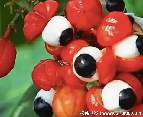 世上五种最吓人的水果