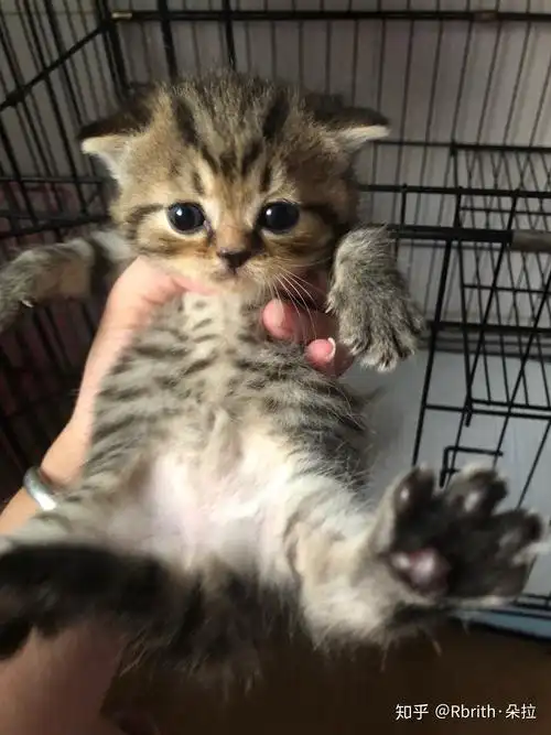 想问一下 蓝猫和虎斑配出来是什么样子的? - 知乎