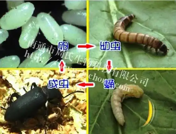 大麦虫养殖技术
