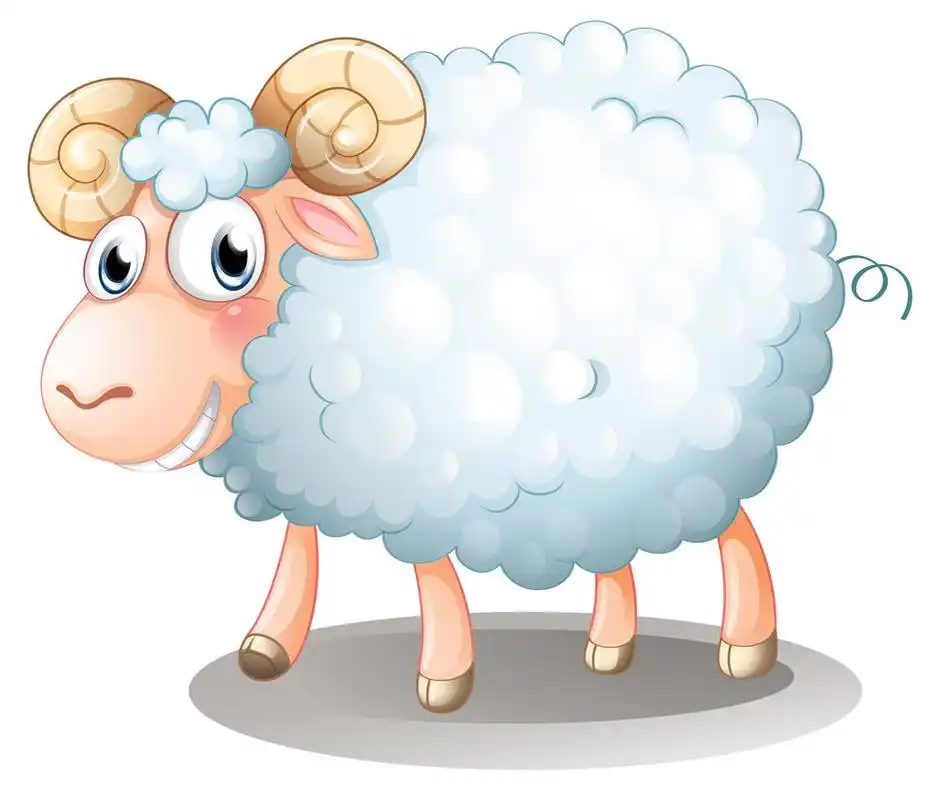 一只长毛羊,在白色背景上有毛的绵羊的插图